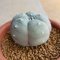 Lophophora Williamsii  5-6 cm 15 years old seed ownroot flower seedling ロフォフォラ　烏羽玉　仔吹き サボテン