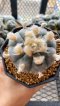 Lophophora Williamsii  6-7 cm 15 years old seed ownroot flower seedling ロフォフォラ　烏羽玉　仔吹き サボテン(copy)