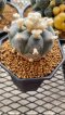 Lophophora Williamsii  6-7 cm 15 years old seed ownroot flower seedling ロフォフォラ　烏羽玉　仔吹き サボテン(copy)