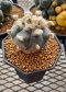 Lophophora Williamsii  6-7 cm 15 years old seed ownroot flower seedling ロフォフォラ　烏羽玉　仔吹き サボテン(copy)