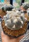 Lophophora Williamsii  6-7 cm 15 years old seed ownroot flower seedling ロフォフォラ　烏羽玉　仔吹き サボテン