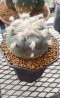 Lophophora Williamsii  6-7 cm 15 years old seed ownroot flower seedling ロフォフォラ　烏羽玉　仔吹き サボテン