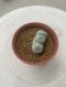 Lophophora Fricii Triples  4-5 cm 8 years old seed ownroot flower seedling ロフォフォラ　烏羽玉　仔吹き サボテン