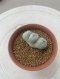 Lophophora Fricii Triples  4-5 cm 8 years old seed ownroot flower seedling ロフォフォラ　烏羽玉　仔吹き サボテン