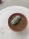 Lophophora Fricii Triples  4-5 cm 8 years old seed ownroot flower seedling ロフォフォラ　烏羽玉　仔吹き サボテン