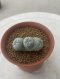 Lophophora Fricii Triples  4-5 cm 8 years old seed ownroot flower seedling ロフォフォラ　烏羽玉　仔吹き サボテン