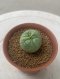 Lophophora Fricii Twin  4-5 cm 8 years old seed ownroot flower seedling ロフォフォラ　烏羽玉　仔吹き サボテン