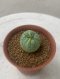 Lophophora Fricii Twin  4-5 cm 8 years old seed ownroot flower seedling ロフォフォラ　烏羽玉　仔吹き サボテン