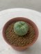 Lophophora Fricii Twin  4-5 cm 8 years old seed ownroot flower seedling ロフォフォラ　烏羽玉　仔吹き サボテン