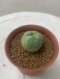 Lophophora Fricii Twin  4-5 cm 8 years old seed ownroot flower seedling ロフォフォラ　烏羽玉　仔吹き サボテン