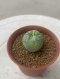 Lophophora Fricii Twin  4-5 cm 8 years old seed ownroot flower seedling ロフォフォラ　烏羽玉　仔吹き サボテン