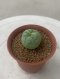 Lophophora Fricii Twin  4-5 cm 8 years old seed ownroot flower seedling ロフォフォラ　烏羽玉　仔吹き サボテン