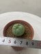 Lophophora Fricii Twin  4-5 cm 8 years old seed ownroot flower seedling ロフォフォラ　烏羽玉　仔吹き サボテン