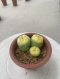 3 plants Lophophora Fricii 4-5 cm 8 years old seed ownroot flower seedling ロフォフォラ　烏羽玉　仔吹き サボテン