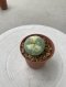 Lophophora Williamsii 4-5 cm 8 years old seed ownroot flower seedling ロフォフォラ　烏羽玉　仔吹き サボテン