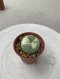 Lophophora Williamsii 4-5 cm 8 years old seed ownroot flower seedling ロフォフォラ　烏羽玉　仔吹き サボテン