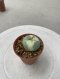 Lophophora Williamsii 4-5 cm 8 years old seed ownroot flower seedling ロフォフォラ　烏羽玉　仔吹き サボテン