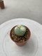 Lophophora Williamsii 4-5 cm 8 years old seed ownroot flower seedling ロフォフォラ　烏羽玉　仔吹き サボテン