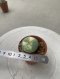 Lophophora Williamsii 4-5 cm 8 years old seed ownroot flower seedling ロフォフォラ　烏羽玉　仔吹き サボテン