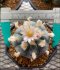 Lophophora Williamsii 5-6 cm 8 years old seed ownroot flower seedling ロフォフォラ　烏羽玉　仔吹き サボテン