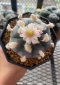 Lophophora Williamsii 5-6 cm 8 years old seed ownroot flower seedling ロフォフォラ　烏羽玉　仔吹き サボテン