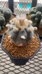 Lophophora Williamsii 5-6 cm 8 years old seed ownroot flower seedling ロフォフォラ　烏羽玉　仔吹き サボテン