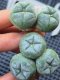 Lophophora Williamsii 5-6 cm 8 years old seed ownroot flower seedling ロフォフォラ　烏羽玉　仔吹き サボテン