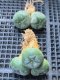 Lophophora Williamsii 5-6 cm 8 years old seed ownroot flower seedling ロフォフォラ　烏羽玉　仔吹き サボテン