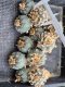 11 Plants Lophophora Williamsii  6 cm 15 years old seed ownroot flower seedling ロフォフォラ　烏羽玉　仔吹き サボテン