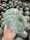 Lophophora Fricii Cristata  12 cm 25 years old seed ownroot flower seedling ロフォフォラ　烏羽玉　仔吹き サボテン