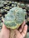 Lophophora Fricii Cristata  12 cm 25 years old seed ownroot flower seedling ロフォフォラ　烏羽玉　仔吹き サボテン