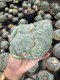 Lophophora Fricii Cristata  12 cm 25 years old seed ownroot flower seedling ロフォフォラ　烏羽玉　仔吹き サボテン