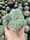 Lophophora Fricii Cristata  12 cm 25 years old seed ownroot flower seedling ロフォフォラ　烏羽玉　仔吹き サボテン