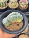 Lophophora Williamsii Cristata  11-12 cm 25 years old seed ownroot flower seedling ロフォフォラ　烏羽玉　仔吹き サボテン