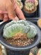 Lophophora Williamsii Cristata  11-12 cm 25 years old seed ownroot flower seedling ロフォフォラ　烏羽玉　仔吹き サボテン