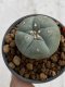 Lophophora Williamsii 6-7 cm 9 years old seed ownroot flower seedling ロフォフォラ　烏羽玉　仔吹き　サボテン