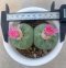 Lophophora Fricii Twin 8-9 cm 10 years old seed ownroot flower seedling ロフォフォラ　烏羽玉　仔吹き サボテン