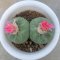 Lophophora Fricii Twin 8-9 cm 10 years old seed ownroot flower seedling ロフォフォラ　烏羽玉　仔吹き サボテン