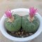 Lophophora Fricii Twin 8-9 cm 10 years old seed ownroot flower seedling ロフォフォラ　烏羽玉　仔吹き サボテン