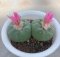 Lophophora Fricii Twin 8-9 cm 10 years old seed ownroot flower seedling ロフォフォラ　烏羽玉　仔吹き サボテン