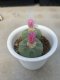 Lophophora Fricii Twin 8-9 cm 10 years old seed ownroot flower seedling ロフォフォラ　烏羽玉　仔吹き サボテン