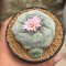 Lophophora Fricii  8-9 cm 10 years old seed ownroot flower seedling ロフォフォラ　烏羽玉　仔吹き サボテン