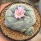 Lophophora Fricii  8-9 cm 10 years old seed ownroot flower seedling ロフォフォラ　烏羽玉　仔吹き サボテン