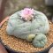 Lophophora Fricii  8-9 cm 10 years old seed ownroot flower seedling ロフォフォラ　烏羽玉　仔吹き サボテン