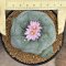 Lophophora Fricii  8-9 cm 10 years old seed ownroot flower seedling ロフォフォラ　烏羽玉　仔吹き サボテン