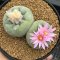 Lophophora Fricii Twin  8-9 cm 10 years old seed ownroot flower seedling ロフォフォラ　烏羽玉　仔吹き サボテン