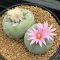 Lophophora Fricii Twin  8-9 cm 10 years old seed ownroot flower seedling ロフォフォラ　烏羽玉　仔吹き サボテン