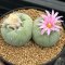 Lophophora Fricii Twin  8-9 cm 10 years old seed ownroot flower seedling ロフォフォラ　烏羽玉　仔吹き サボテン