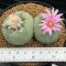 Lophophora Fricii Twin  8-9 cm 10 years old seed ownroot flower seedling ロフォフォラ　烏羽玉　仔吹き サボテン