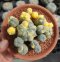 Lophophora Williamsii Variegata 9-10 cm 25 years old seed ownroot flower seedling ロフォフォラ　烏羽玉　仔吹き サボテン